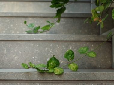 מדרגות אבן מונטנה גרין